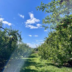 Banker Orchards