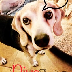 Pet Sitting In Auburn Yelp