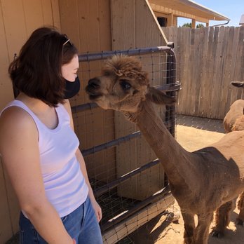 Que Sera Alpacas - Ranches Near Me - Santa Fe, New Mexico Que Sera Alpacas - Ranches Near Me - Santa Fe, New Mexico