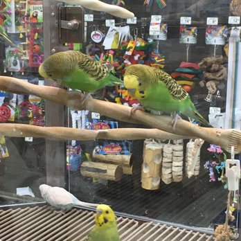 Petco - Love birds? - Pet Training Near Me - Patchogue, New York