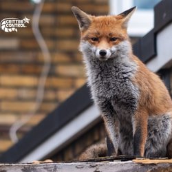 Critter Control of Omaha