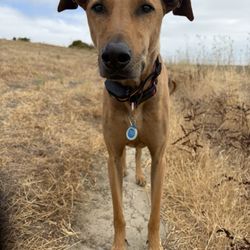 Strutt Your Mutt - My boy Bonkers