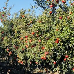 Arya Farm Produce