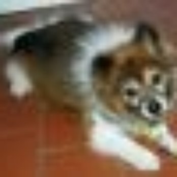 Bill Foundation - this doggie and many more need a home! - Animal Shelters Near Me