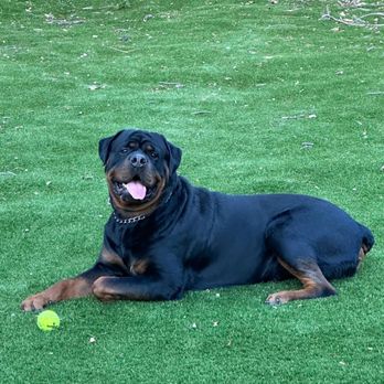 J9's K9s Dog Training - Pet Training Near Me - Canoga Park, California J9's K9s Dog Training - Pet Training Near Me - Canoga Park, California