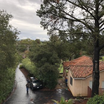 Universal Tree Services - The sick, leaning Monterrey Pine - Tree Services Near Me Universal Tree Services - The sick, leaning Monterrey Pine - Tree Services Near Me