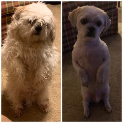 Erick's Dog Grooming - Before and After