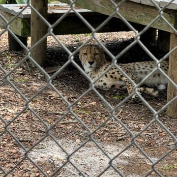 Gulf Breeze Zoo - Zoos Near Me - Gulf Breeze, Florida Gulf Breeze Zoo - Zoos Near Me - Gulf Breeze, Florida
