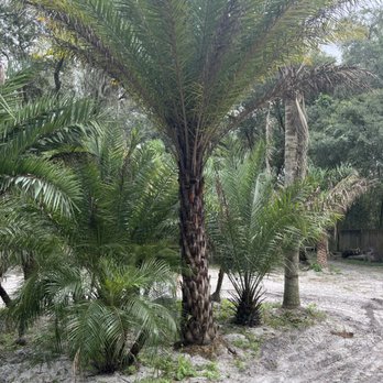 Big Daddy’s Palm Trees - Landscaping Near Me Big Daddy’s Palm Trees - Landscaping Near Me