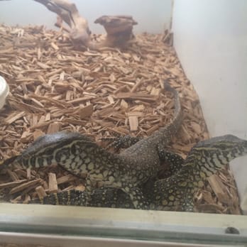 Reptile Island - Baby monitors, so cute - Pet Stores Near Me - Stanton, California Reptile Island - Baby monitors, so cute - Pet Stores Near Me - Stanton, California