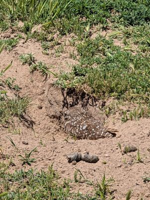 Chamizal National Memorial by null