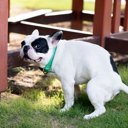 Scoop Gator - Tired of scooping the dog poop in your backyard? That's what Scoop Gator is here for!