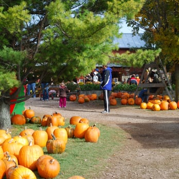The Little Farmer - Pumpkins at The Little Farmer - Farmers Market Near Me - Malone, Wisconsin The Little Farmer - Pumpkins at The Little Farmer - Farmers Market Near Me - Malone, Wisconsin