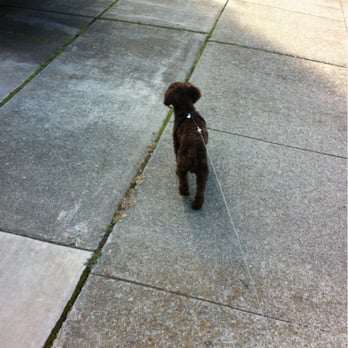 California Pampered Pooches - He loves it here at Pampered Pooches! Go Callan go. - Dog Walkers Near Me - Vallejo, California California Pampered Pooches - He loves it here at Pampered Pooches! Go Callan go. - Dog Walkers Near Me - Vallejo, California
