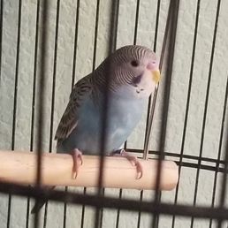 New parakeets at night day 1. New parakeets at night day 1.