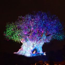Eastern Dental - The tree of life