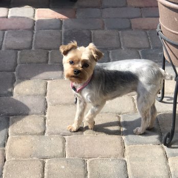 Happy Paws Mobile Grooming - Pet Groomers Near Me Happy Paws Mobile Grooming - Pet Groomers Near Me
