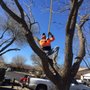 Photo of South Texas Tree of Life Tree Service