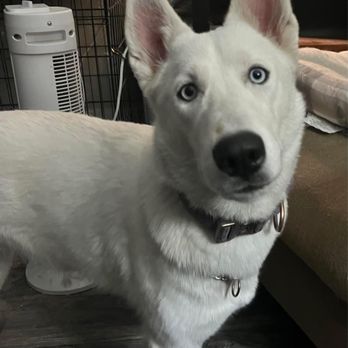 Metro Pet Spay & Neuter - Willow Angelus Hawk, Siberian Husky, 1 Year, Service Dog - Veterinarians Near Me - Phoenix, Arizona Metro Pet Spay & Neuter - Willow Angelus Hawk, Siberian Husky, 1 Year, Service Dog - Veterinarians Near Me - Phoenix, Arizona