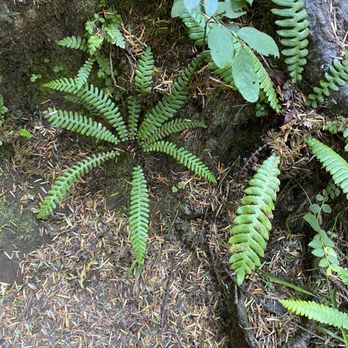 Mike Miller Trail - Ferns - Hiking Near Me - Newport, Oregon Mike Miller Trail - Ferns - Hiking Near Me - Newport, Oregon