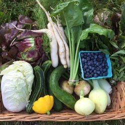 Zenger Farm - July CSA Share: Napa Cabbage, Butter Lettuce, Dill, Daikon Radish, White Beets, Chard, Thai Basil, Blueberries, Onions, Cukes, Summer Squash