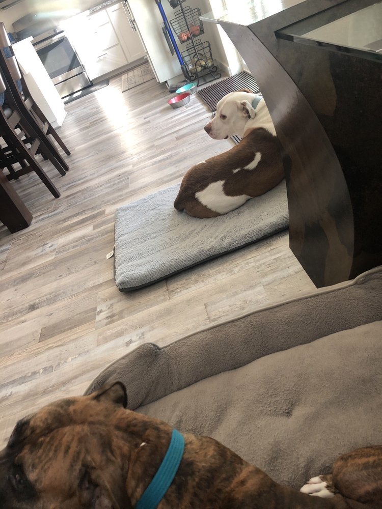 PITS R US RESCUE Updated August 2024 13 Reviews Elmira