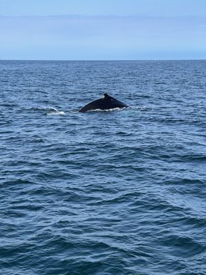 Hyannis Whale Watcher Cruises by null