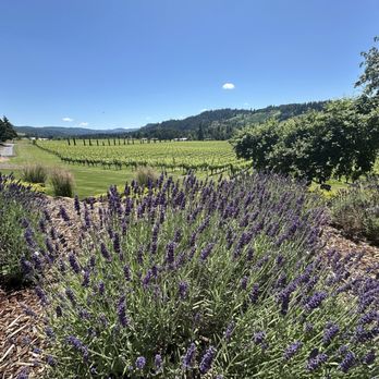Paradis Vineyards - Wine Tasting Room Near Me - Silverton, Oregon