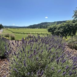 Paradis Vineyards