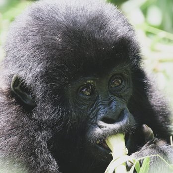 Boutique Travel - Baby gorilla, Uganda - Travel Agents Near Me - Oakland, California Boutique Travel - Baby gorilla, Uganda - Travel Agents Near Me - Oakland, California
