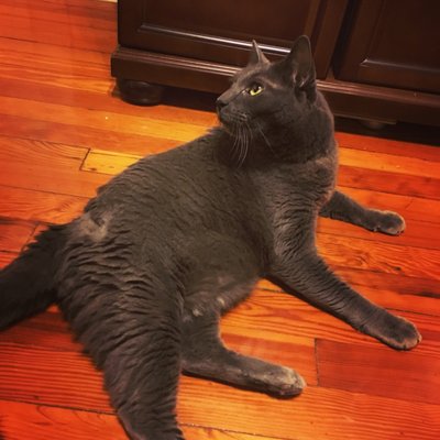 animal shelter on linden boulevard in brooklyn