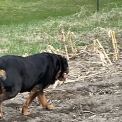 Hillside Kennel - Hank