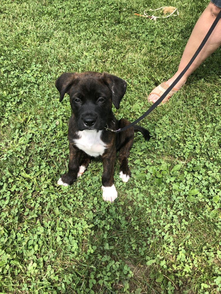 KNIGHT’S FARM & PET SITTING Lexington, Virginia Pet Sitting Phone