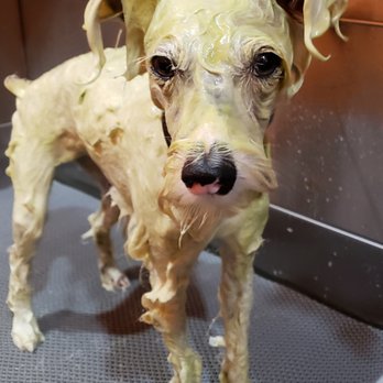 Sun's Pet Grooming - The add on treatment. - Pet Groomers Near Me - Rancho Palos Verdes, California Sun's Pet Grooming - The add on treatment. - Pet Groomers Near Me - Rancho Palos Verdes, California