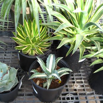 SummerWinds Nursery - West Bell - A. americana mediopicta alba, with A. lophantha 'quadricolor' in back and some variegated A. desmettiana on the right. - Nurseries & Gardening Near Me - Glendale, Arizona SummerWinds Nursery - West Bell - A. americana mediopicta alba, with A. lophantha 'quadricolor' in back and some variegated A. desmettiana on the right. - Nurseries & Gardening Near Me - Glendale, Arizona