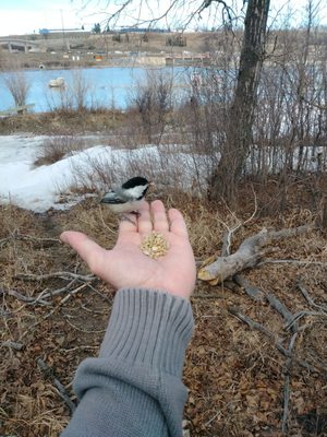 Bow Habitat Station & Sam Livingston Fish Hatchery by null