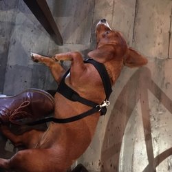 200 Degrees Coffee - Dog friendly.
