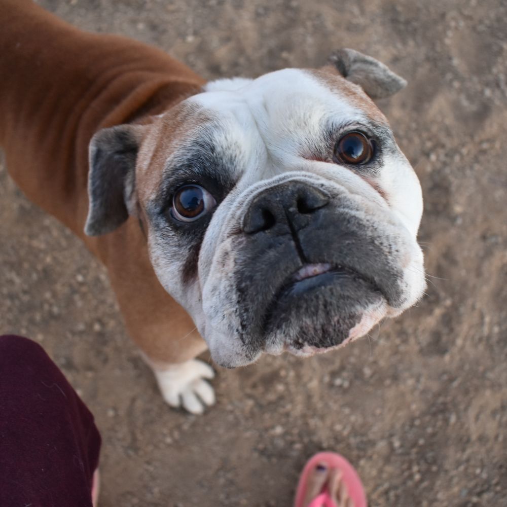 Purple Heart Park: Ivan's Spot - Sweet bull dog who was begging everyone for pets - Dog Parks Near Me - Tucson, Arizona Purple Heart Park: Ivan's Spot - Sweet bull dog who was begging everyone for pets - Dog Parks Near Me - Tucson, Arizona