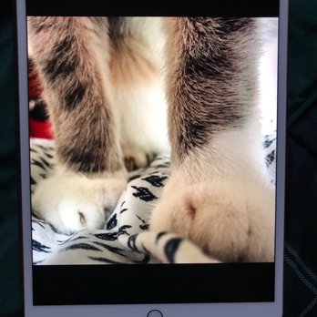 West Coast - Her dainty paw-paws - Pet Cremation Services Near Me - Sun Valley, California West Coast - Her dainty paw-paws - Pet Cremation Services Near Me - Sun Valley, California