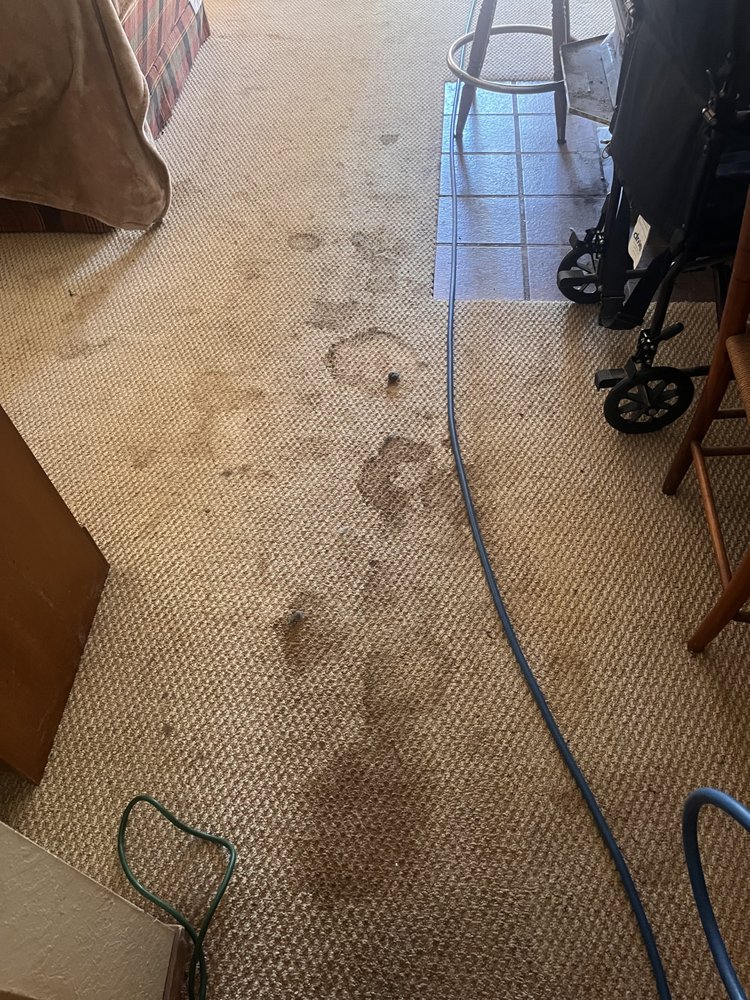 PRISTINE CARPET CLEANING Updated August 2024 19 Photos 590