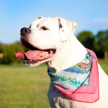 Eastbound & Hound - Special requests - Pet Services Near Me Eastbound & Hound - Special requests - Pet Services Near Me