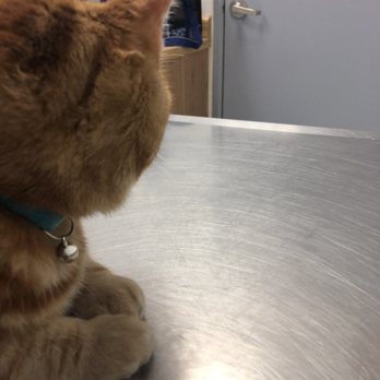 Kings Row Pet Hospital - My girl waiting on the exam table. Very clean! - Veterinarians Near Me - Reno, Nevada