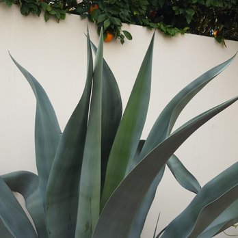 Heard Museum - Agave and oranges in one of the sculptor gardens - Museums Near Me - Phoenix, Arizona Heard Museum - Agave and oranges in one of the sculptor gardens - Museums Near Me - Phoenix, Arizona