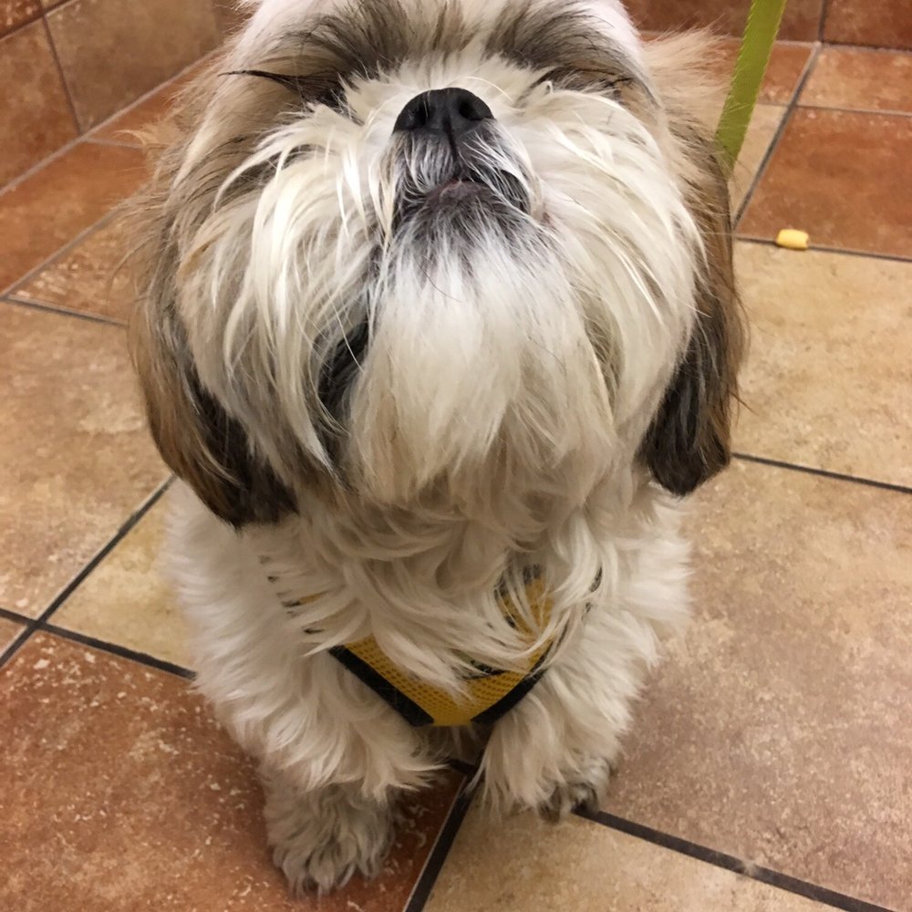 PetSmart - Dat beard doe - Pet Groomers Near Me - Chicago, Illinois PetSmart - Dat beard doe - Pet Groomers Near Me - Chicago, Illinois