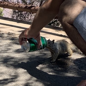 Mather Point - The cute squirrels - Parks Near Me - Grand Canyon Village, Arizona Mather Point - The cute squirrels - Parks Near Me - Grand Canyon Village, Arizona