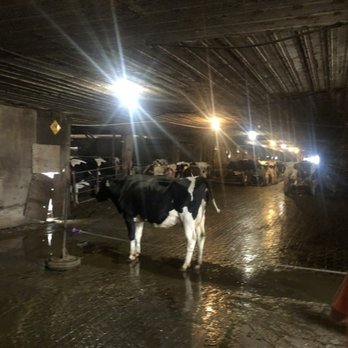 Hansen's Dairy Farm - Hudson - Heifer - Food Tours Near Me - Hudson, Iowa Hansen's Dairy Farm - Hudson - Heifer - Food Tours Near Me - Hudson, Iowa