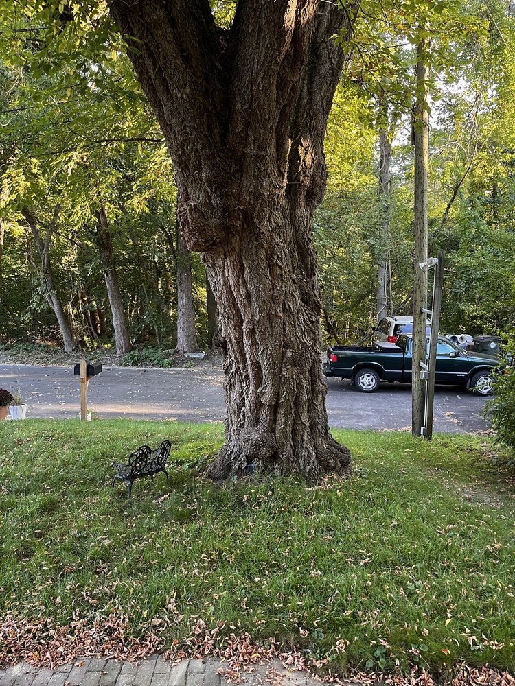 Andrade Tree Service - tree service in Lynn, MA