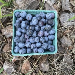 Cullipher Farm - Blueberry Picking