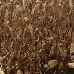 WRF Nursery & Garden Center - Lots of corn!