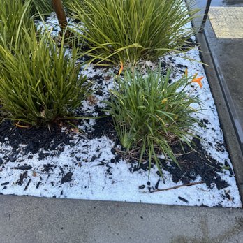 Wolf Ranch Condominium Rentals - An image of the beautiful plants located inside the complex surrounded by hail (after it was raining). - Apartments Near Me - Sacramento, California Wolf Ranch Condominium Rentals - An image of the beautiful plants located inside the complex surrounded by hail (after it was raining). - Apartments Near Me - Sacramento, California